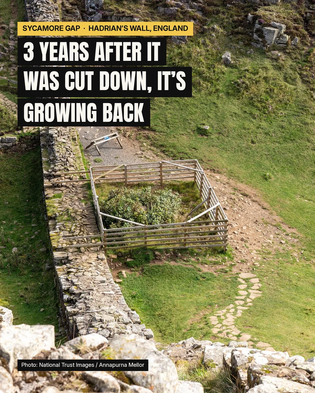 Sycamore Gap stump is growing back