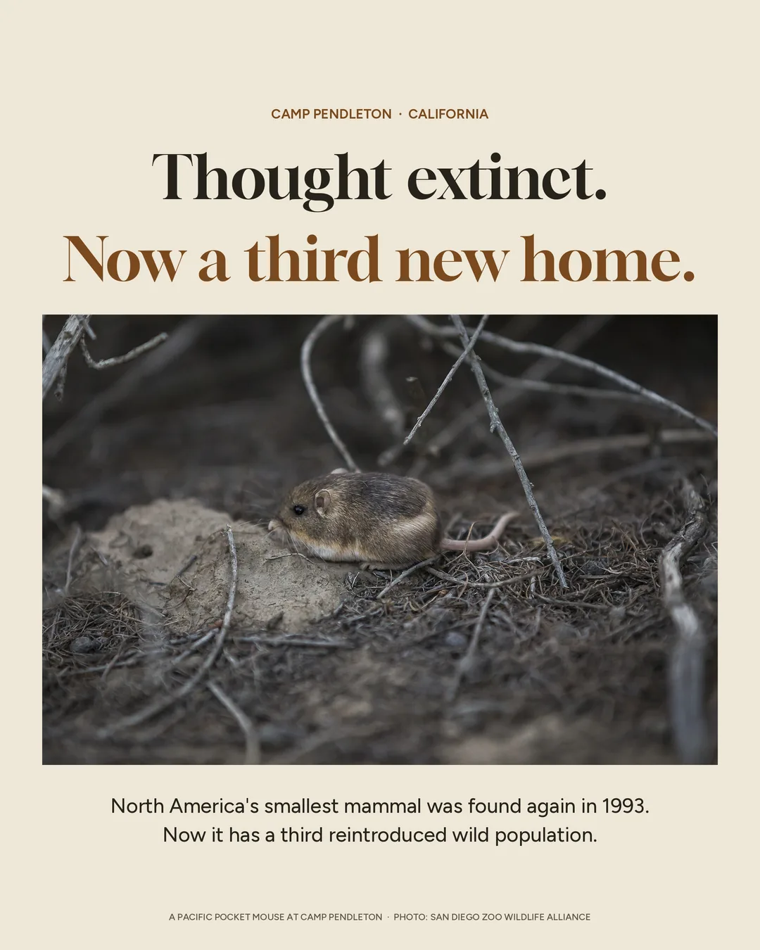 Pacific pocket mice get a third new home