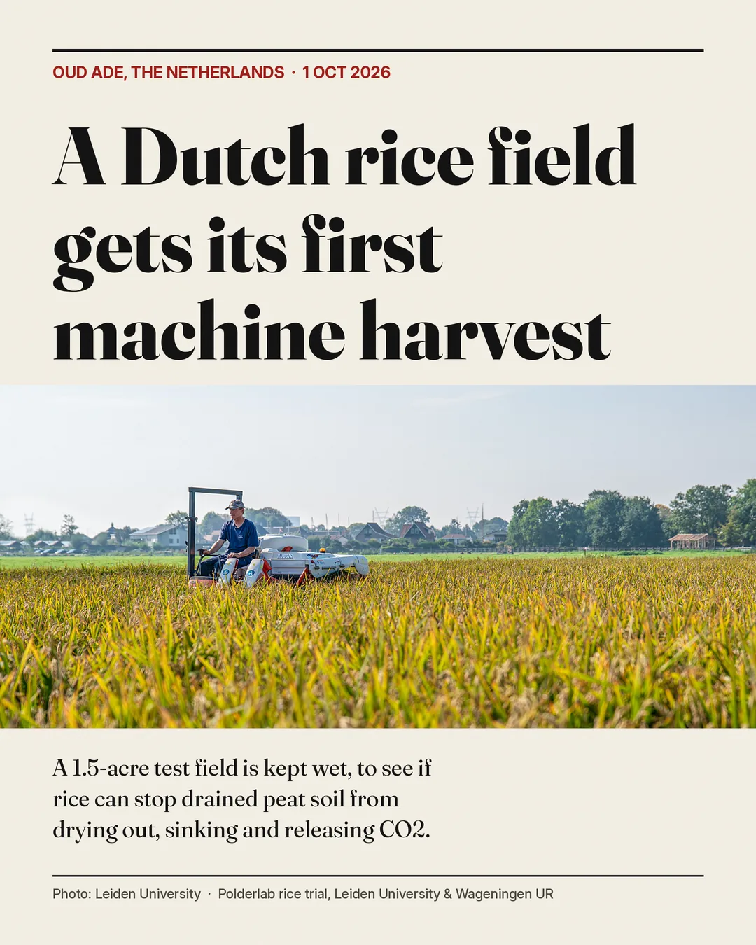 A Dutch rice field gets its first machine harvest