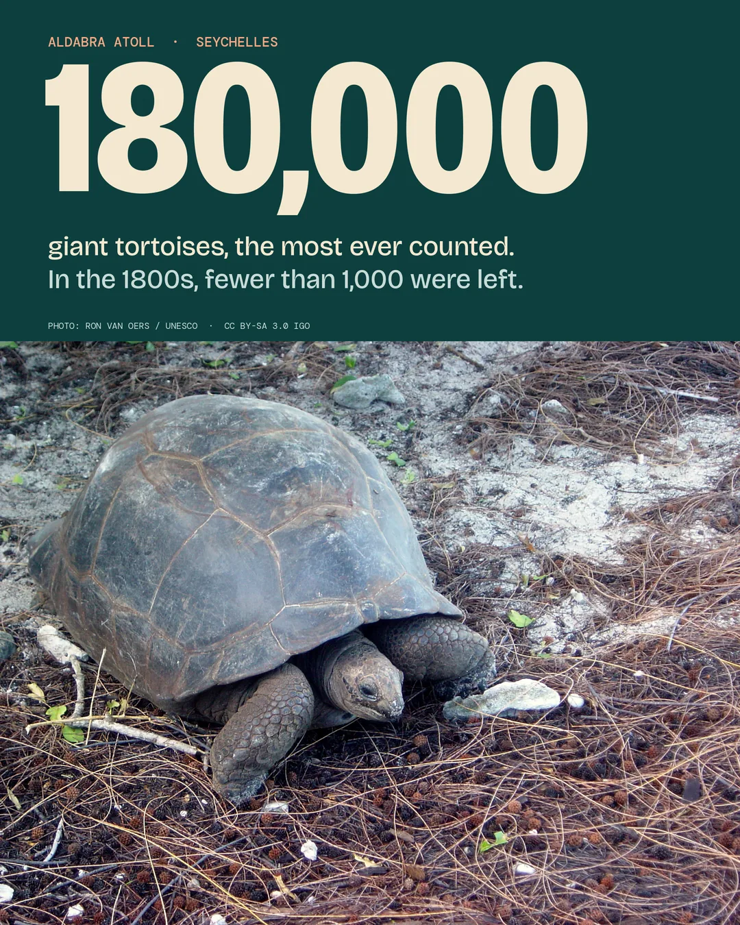 About 180,000 giant tortoises on Aldabra, the most ever recorded