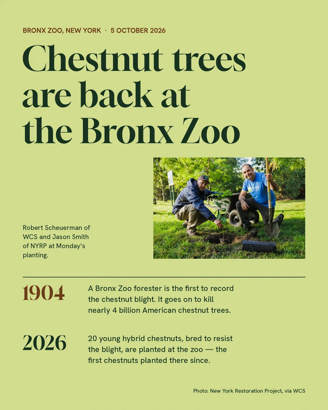American chestnut trees planted at the Bronx Zoo