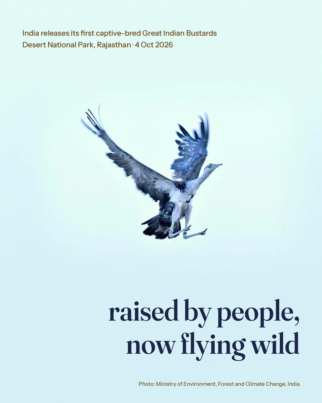 Great Indian Bustards are back in the wild