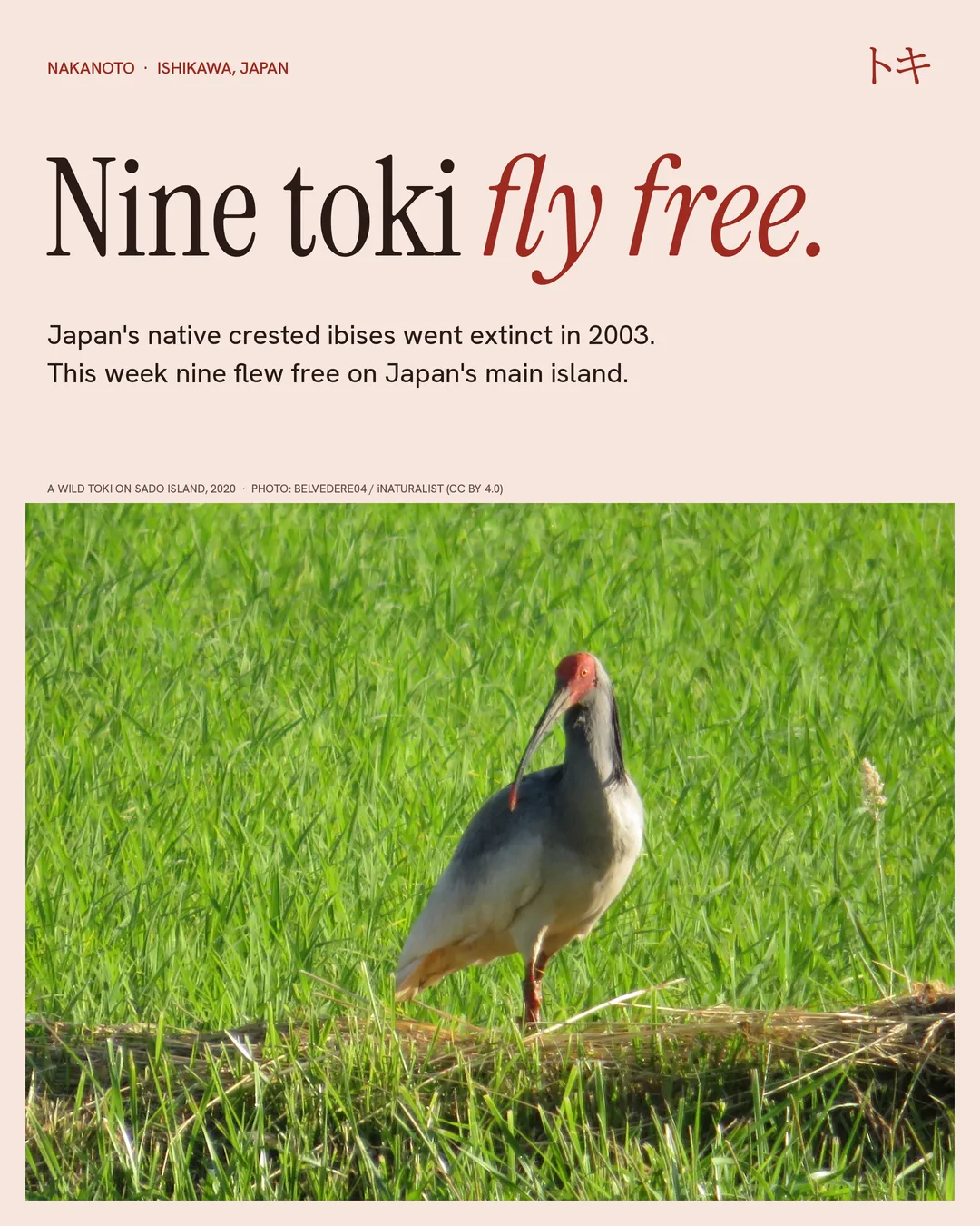 Nine toki fly free on Japan’s main island