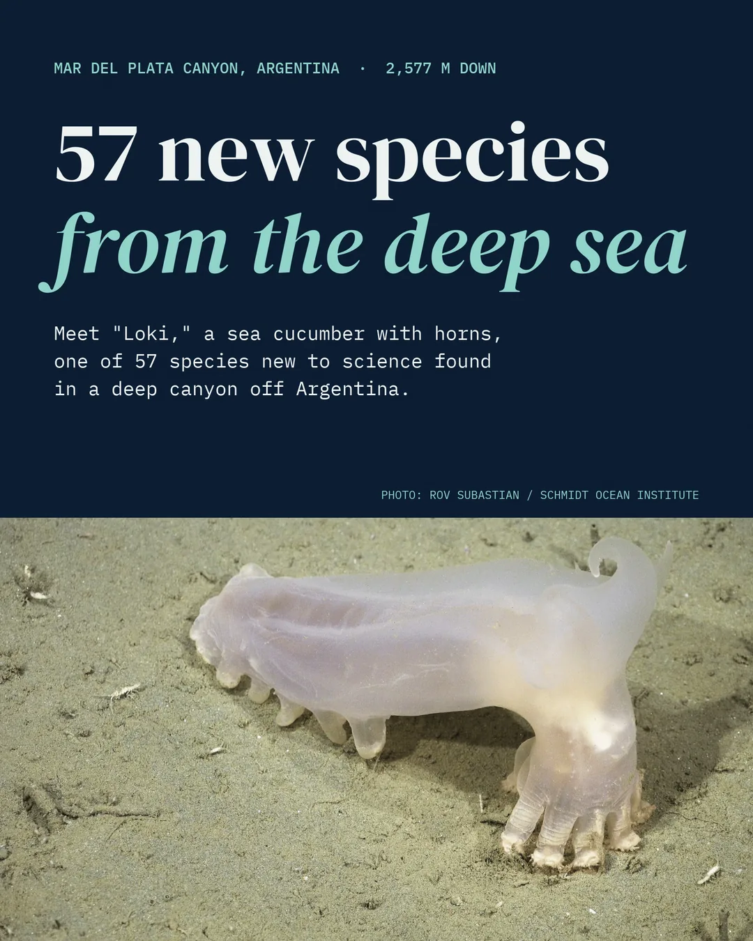 57 new species from a deep canyon off Argentina