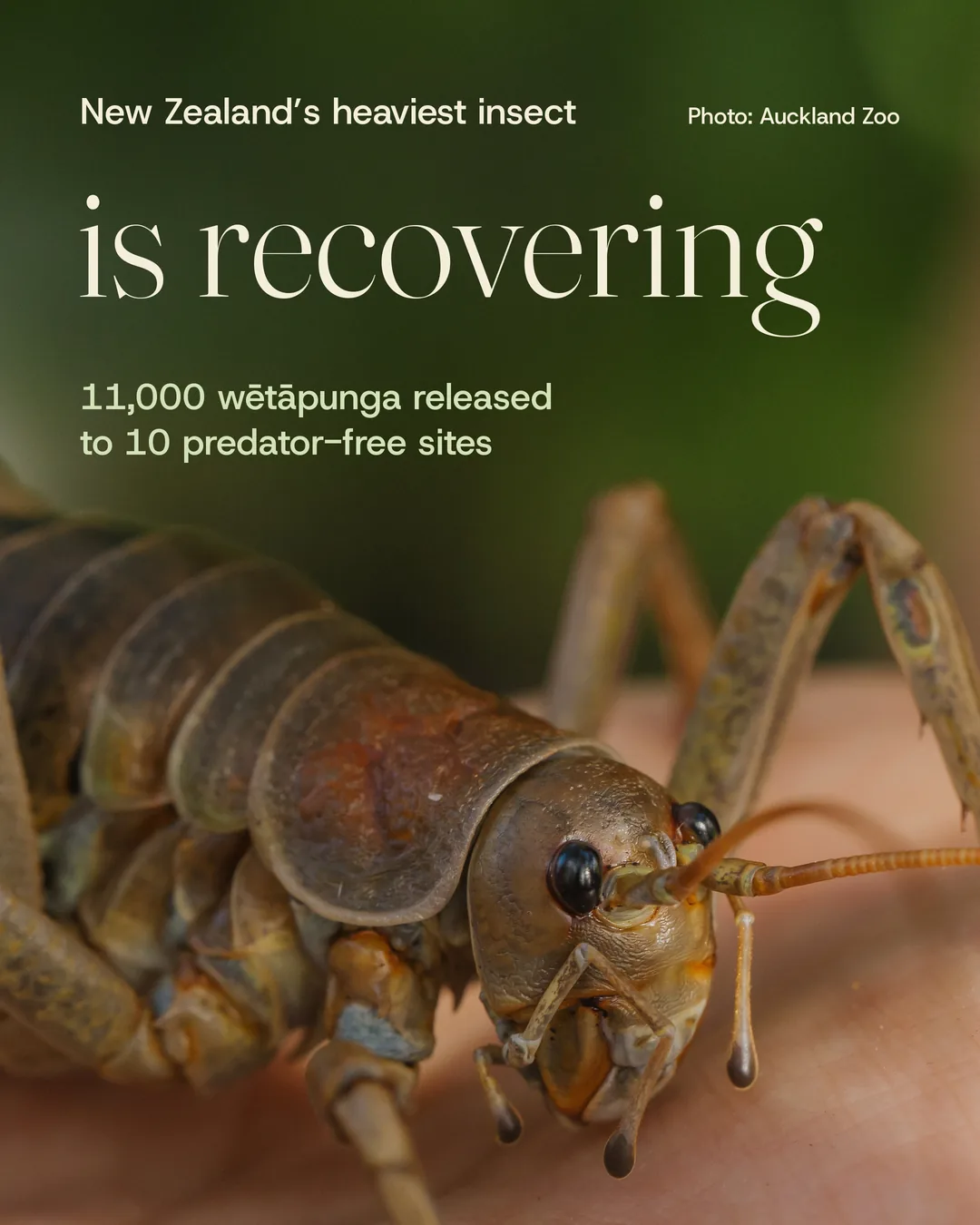 New Zealand’s heaviest insect is recovering