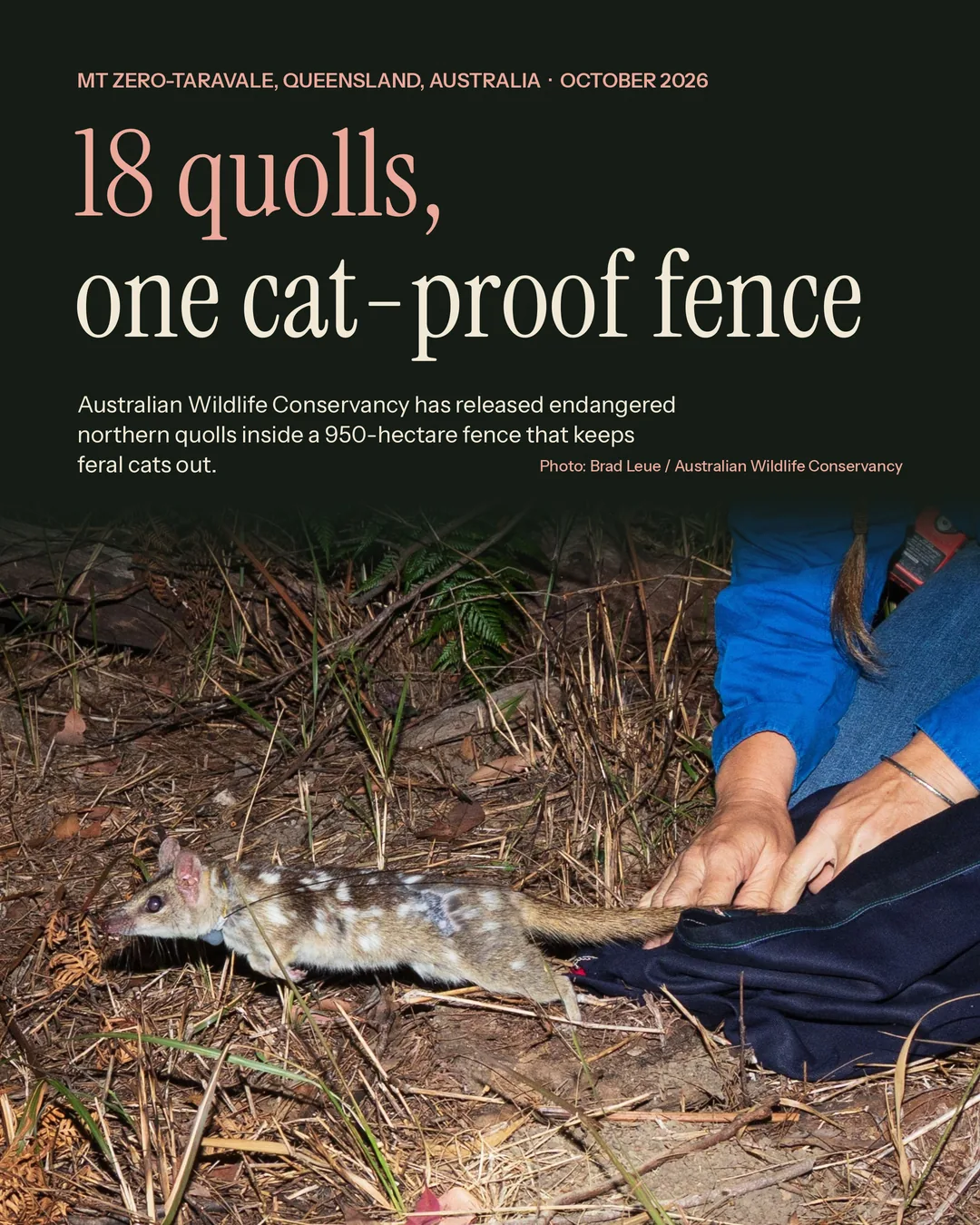 Northern quolls get a cat-free home