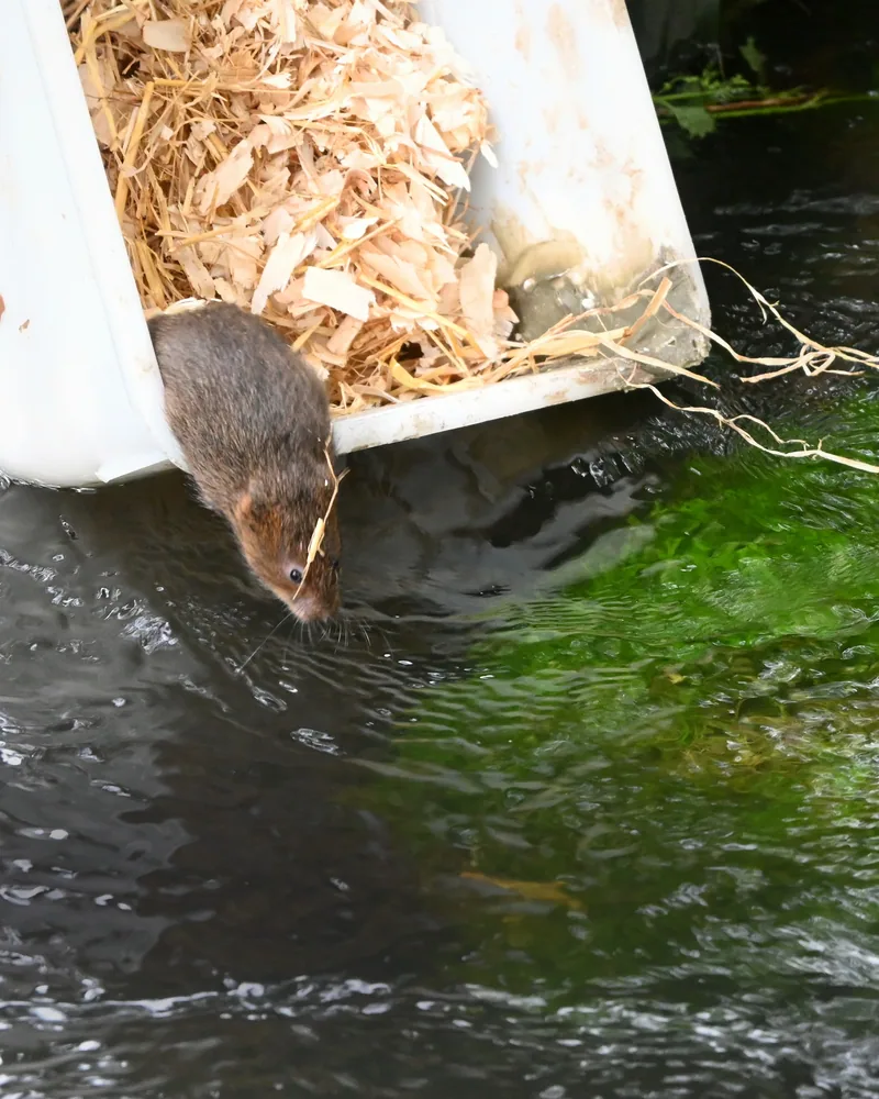 Water voles back on Surrey’s River Wey
