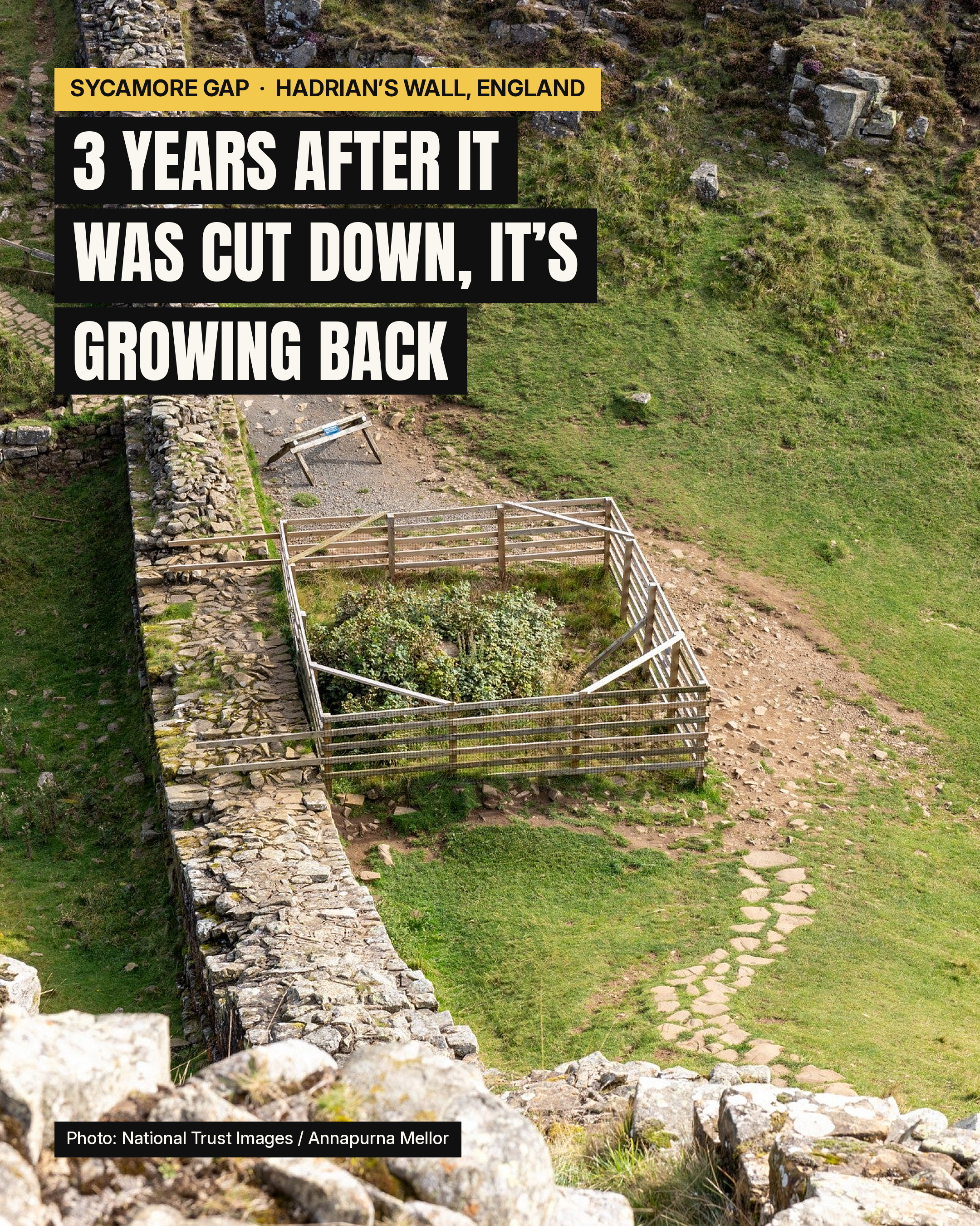 Three years after the Sycamore Gap tree on Hadrian's Wall in…