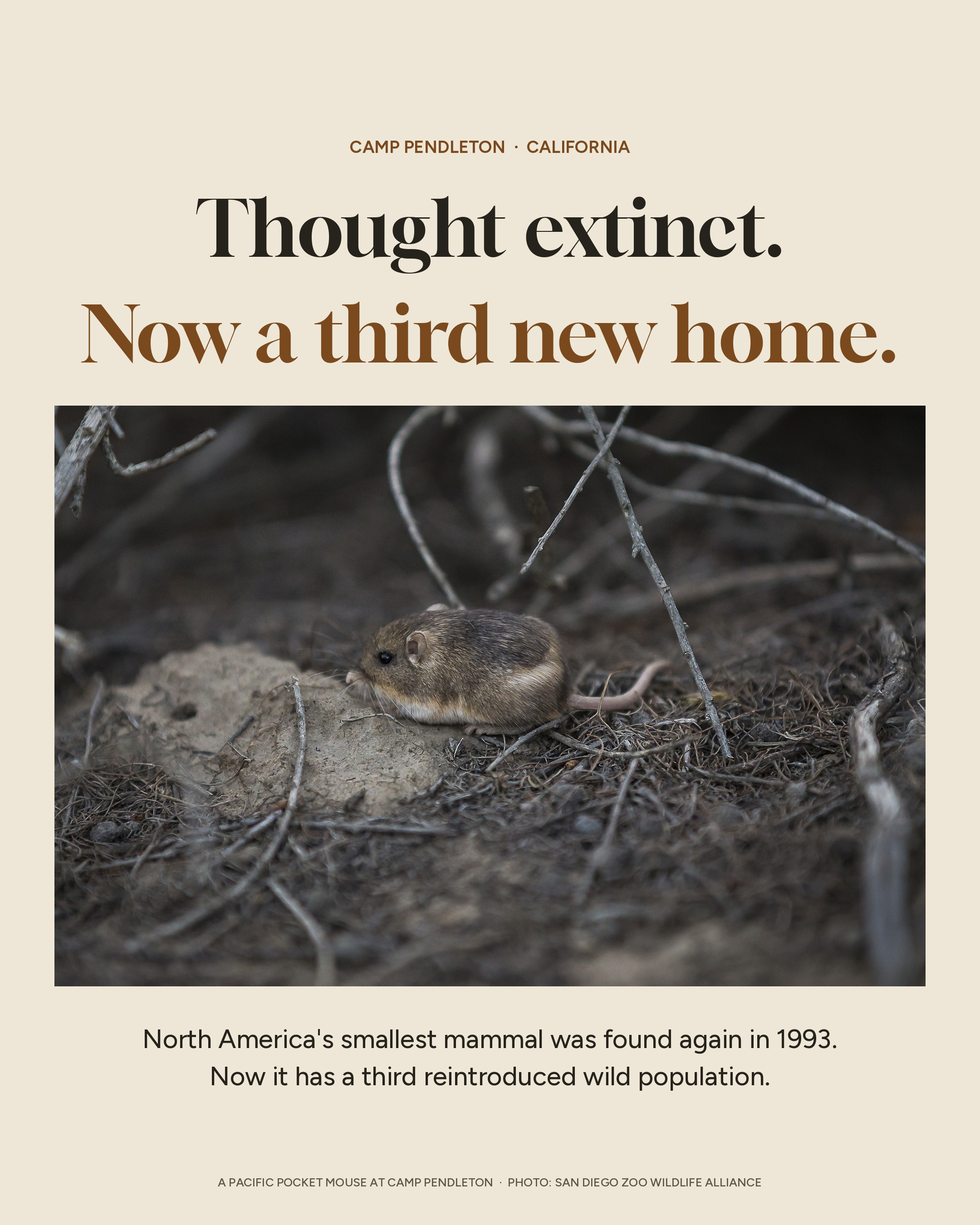 Pacific pocket mice are about the size of a thumb, the…