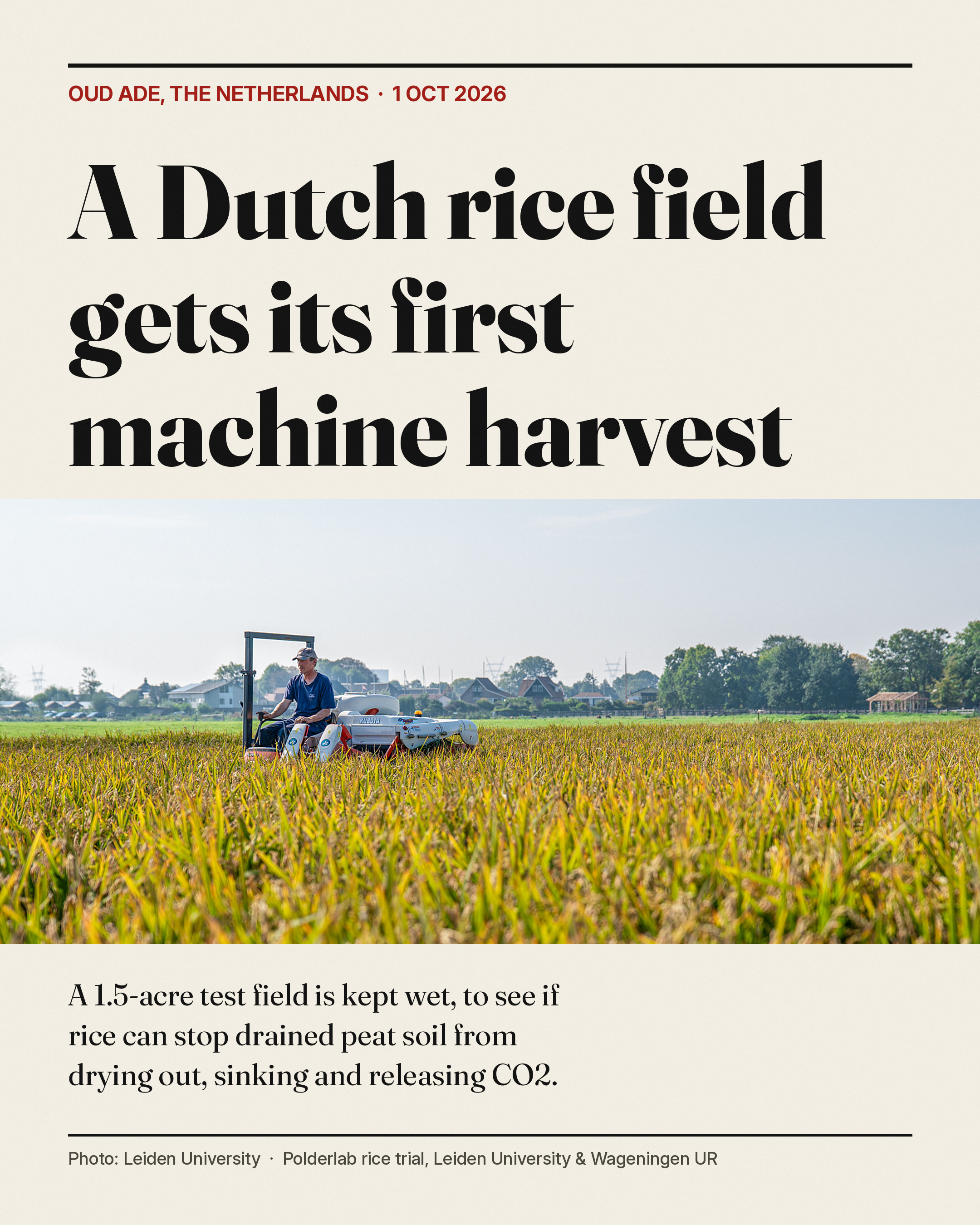 A test rice field in the Netherlands has been harvested by…