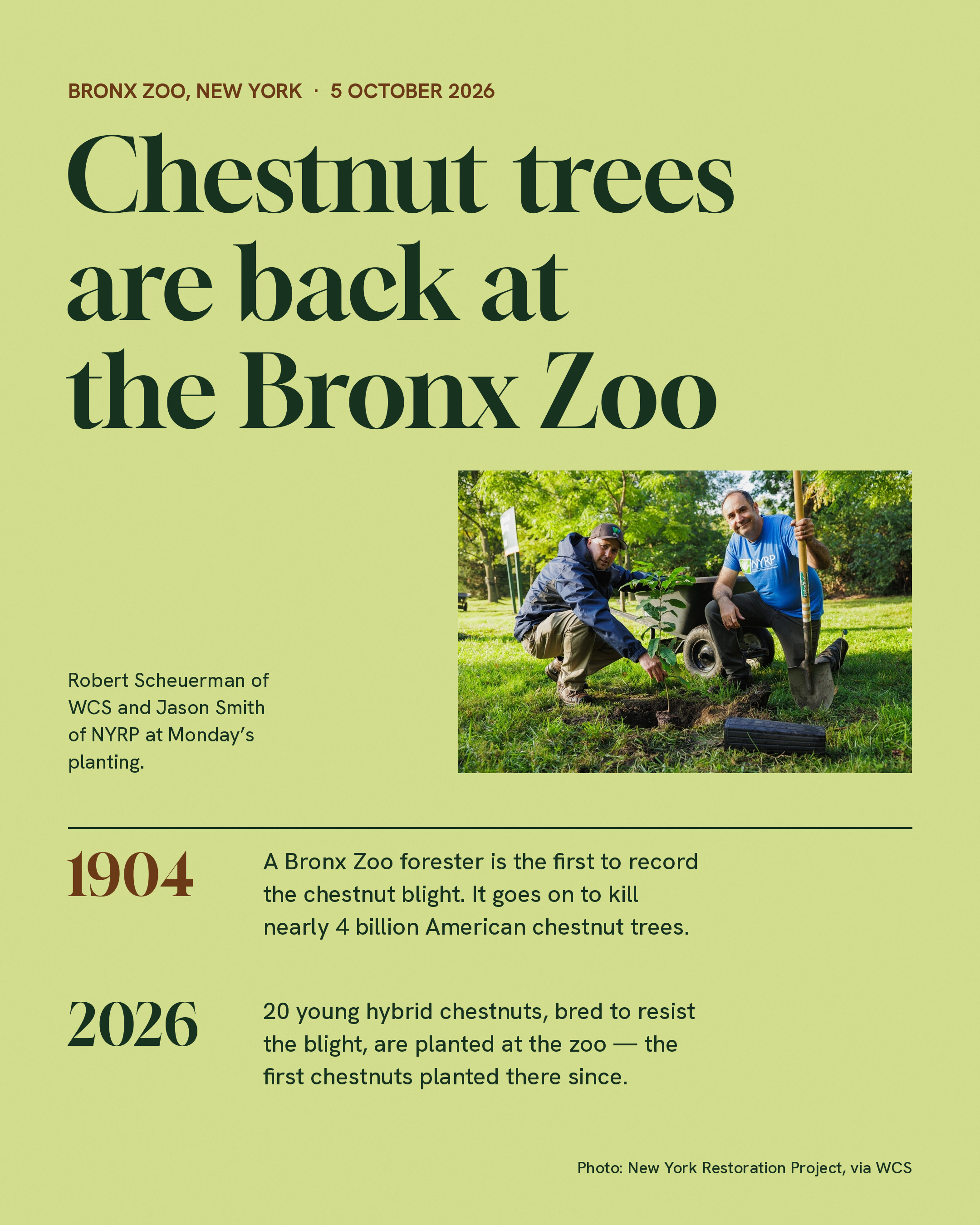 The Bronx Zoo planted 20 young American chestnut trees on Monday
