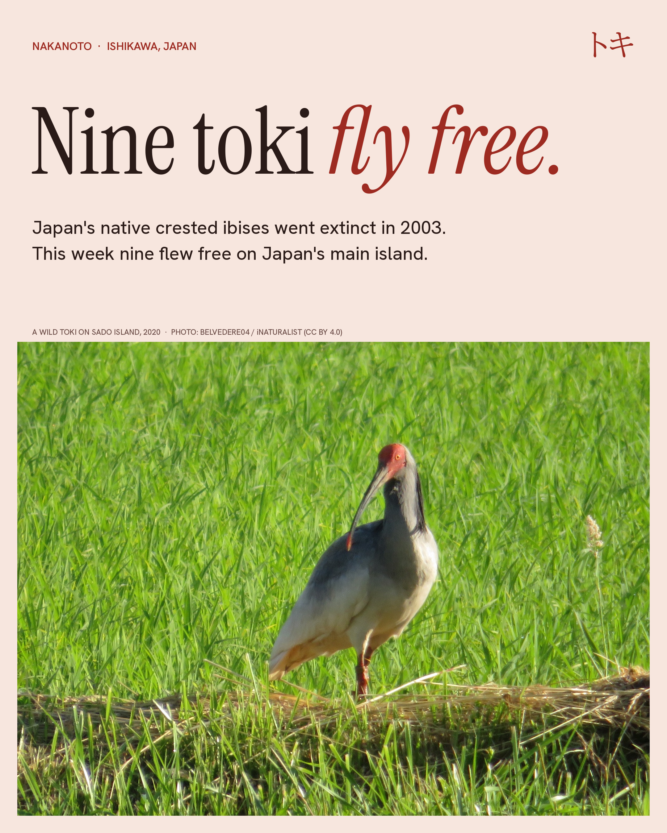 Japan's native crested ibises went extinct in 2003