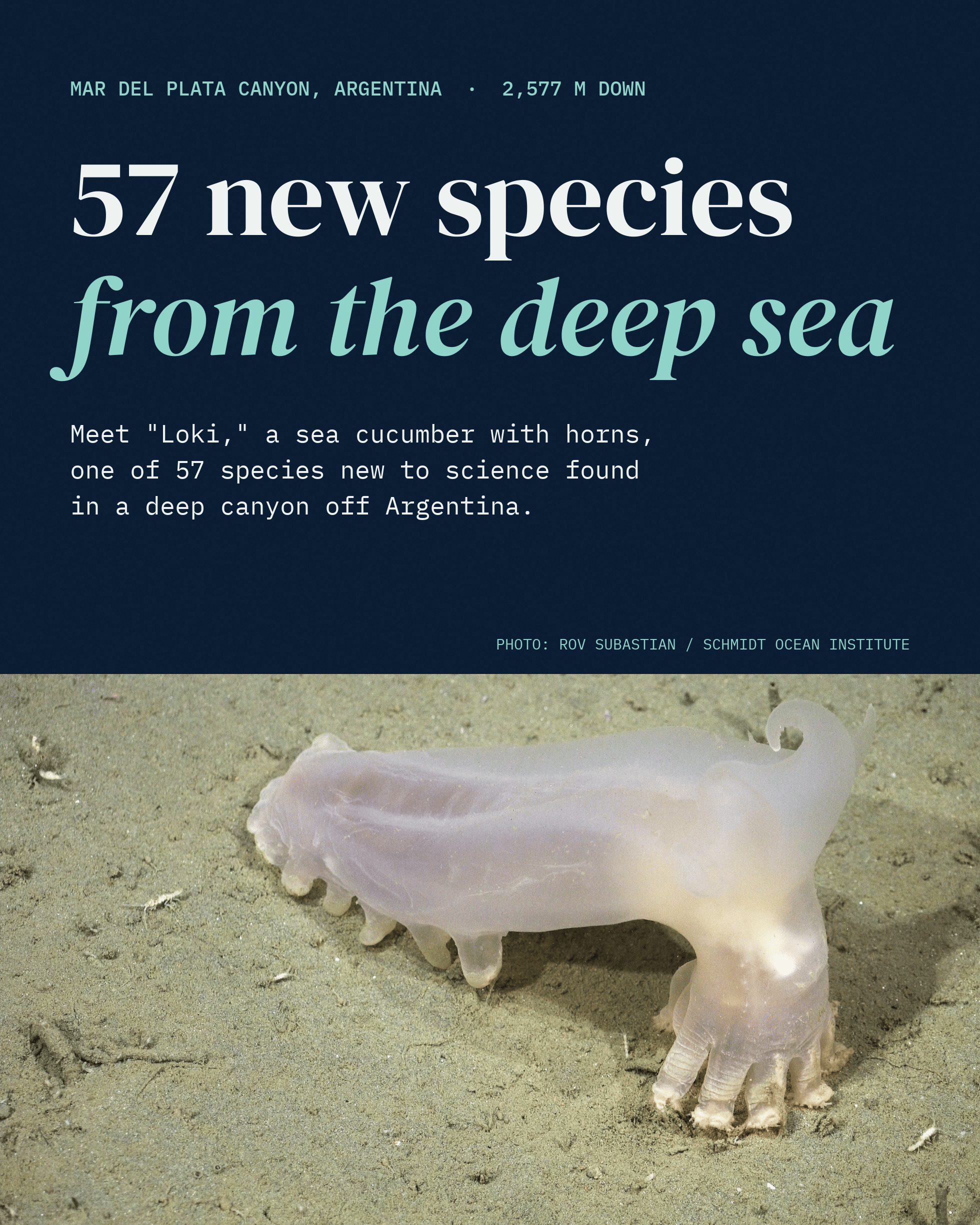 Scientists have identified 57 new species from a deep canyon…