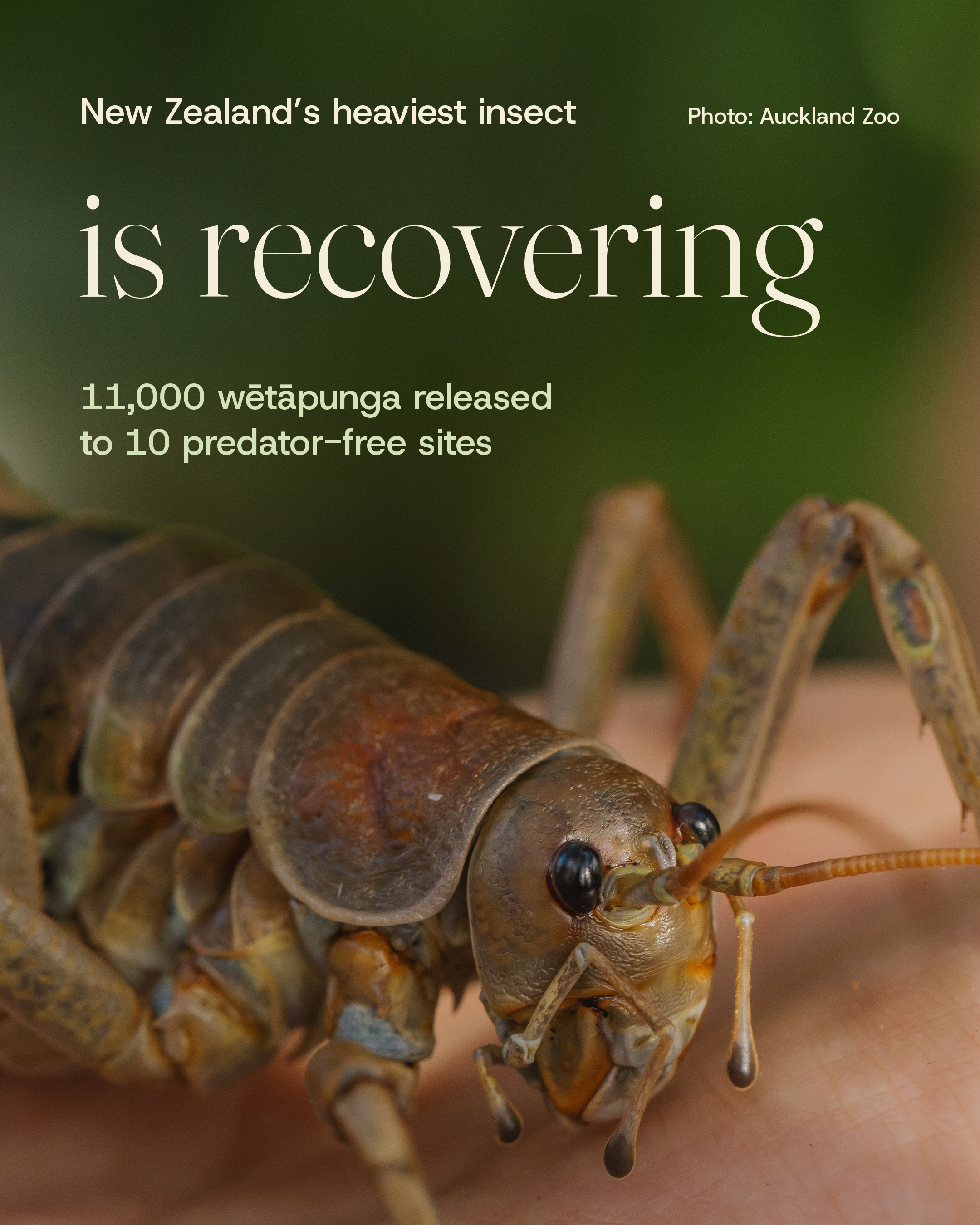 New Zealand’s heaviest insect, the wētāpunga, was once down…