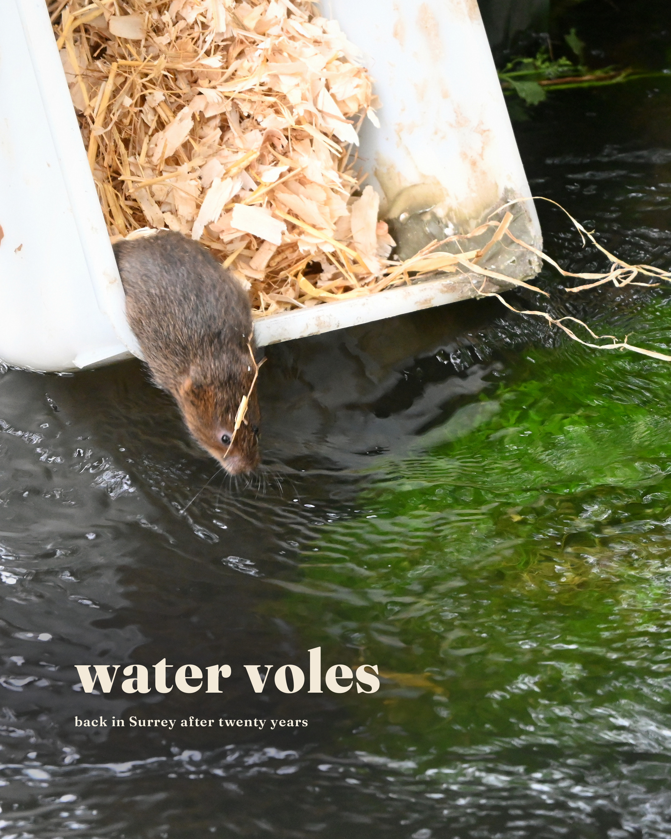 Water voles vanished from Surrey’s rivers for about twenty years